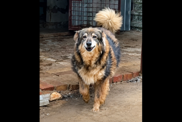 Droge hondenpootjes na zware regenval in Oekraïne | Screenshot video City of Dogs