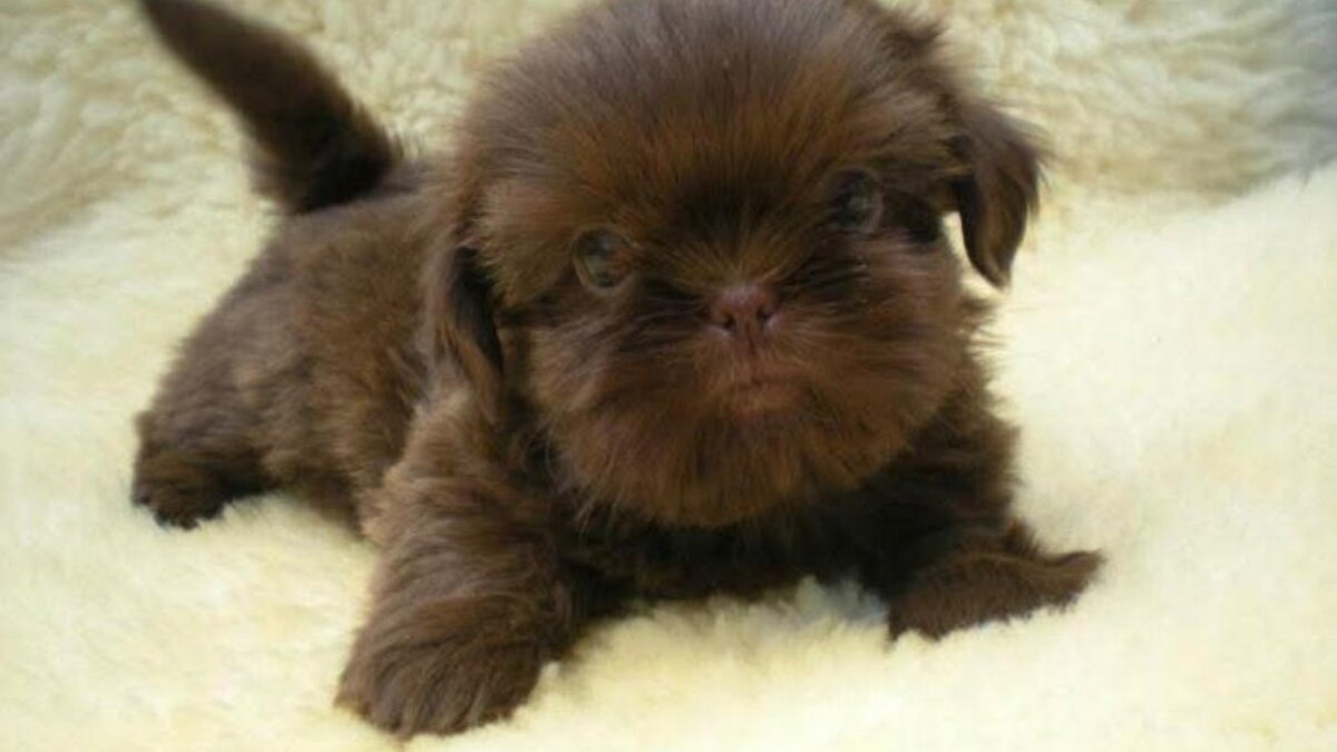 Banjer als pup