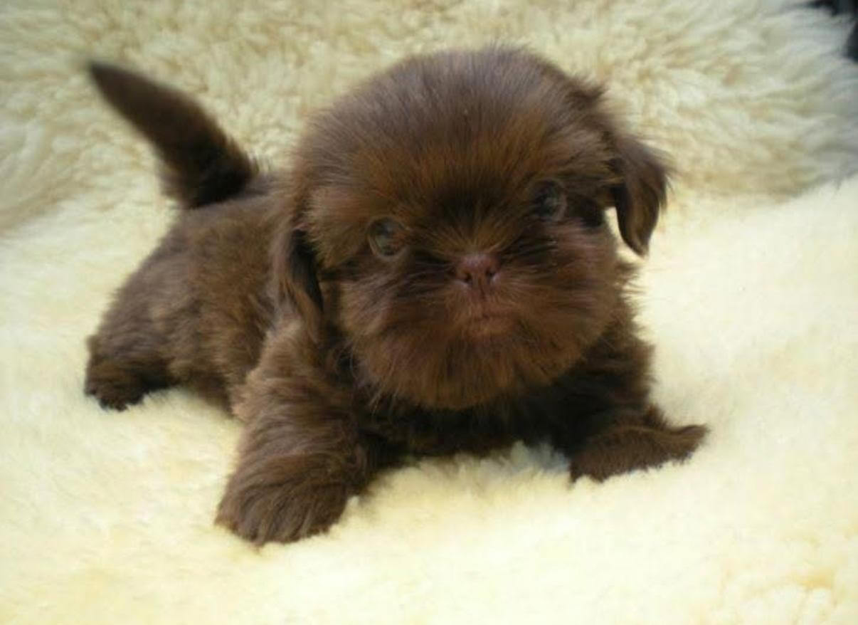 Banjer als pup