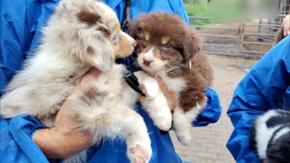 Weggehaalde honden terug naar malafide fokker in Zuid-Holland
