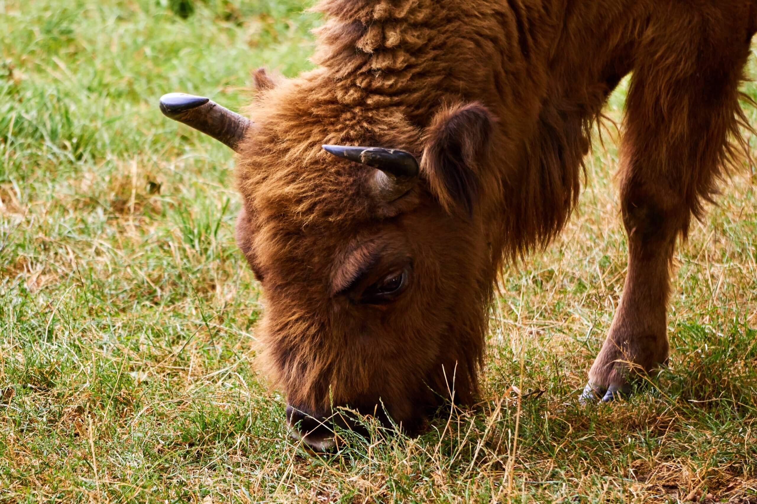 Jonge wisent
