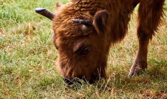 Jonge Europese bizon of wisent