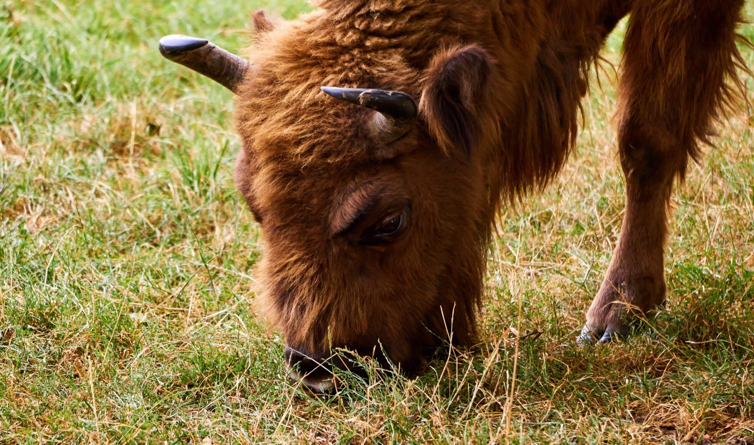 Jonge Europese bizon of wisent