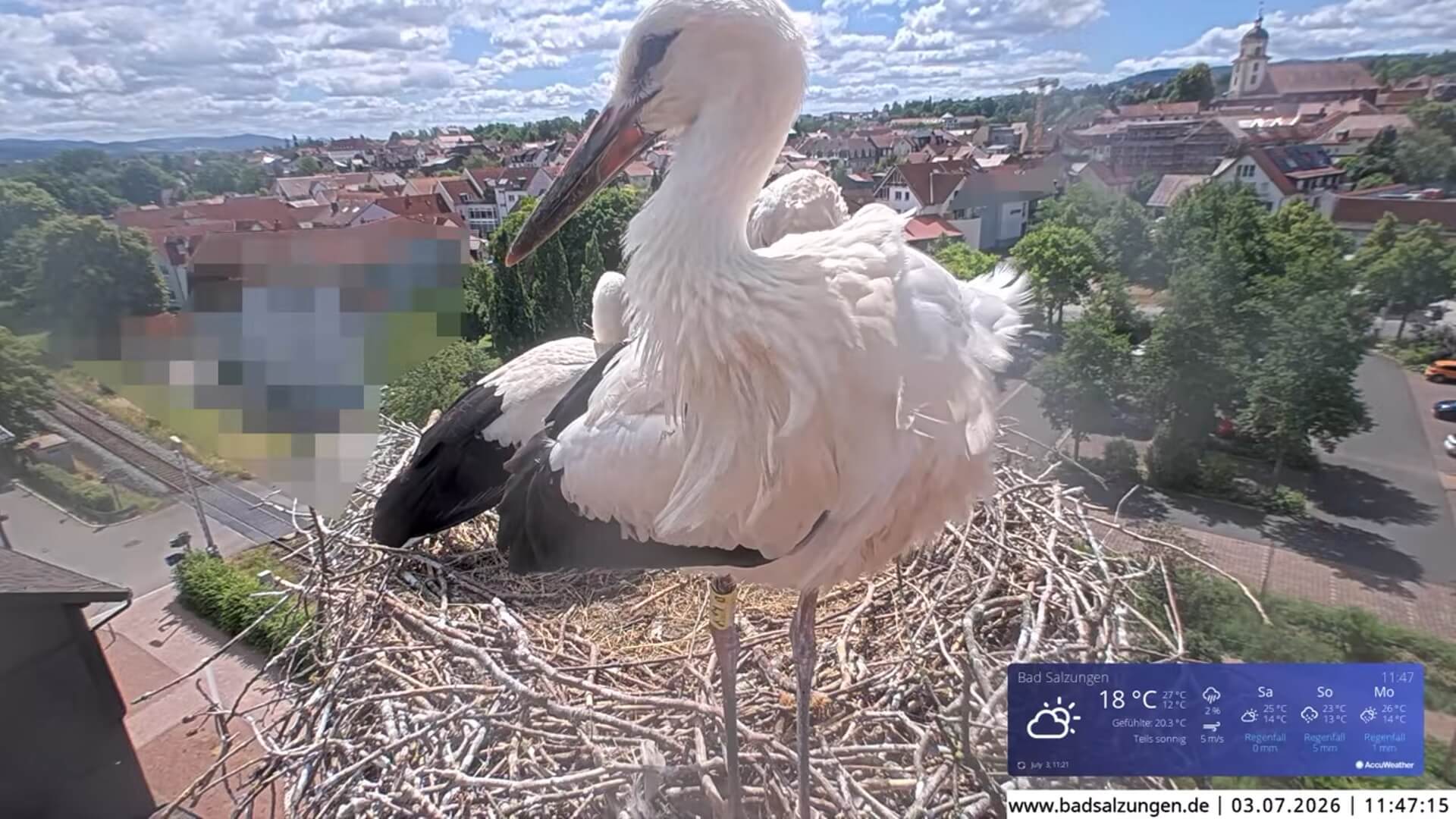 jonge ooievaars en oudervogel op nest