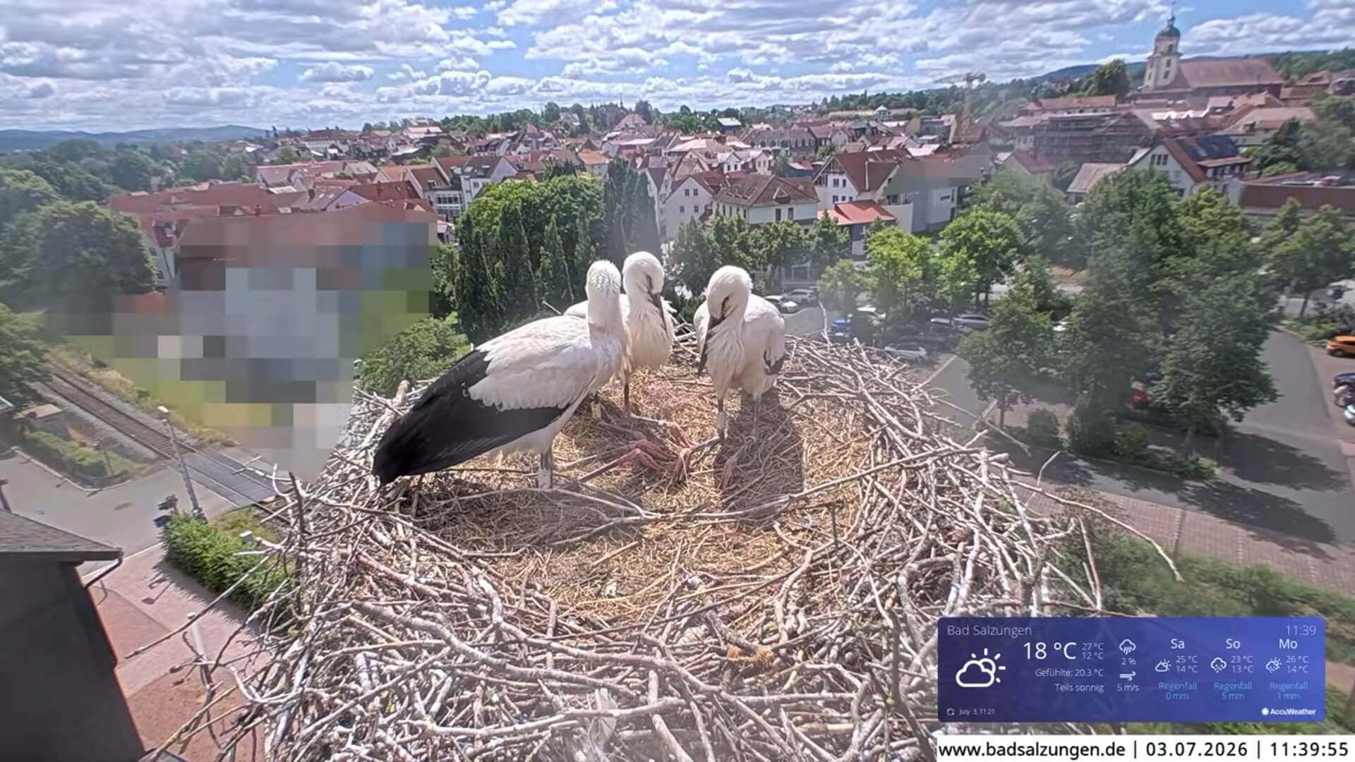 jonge ooievaars op nest