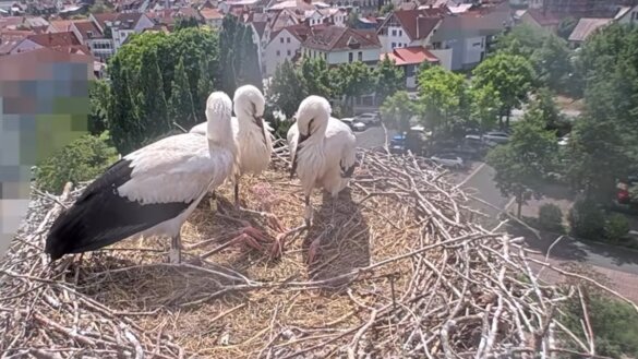 jonge ooievaars op nest