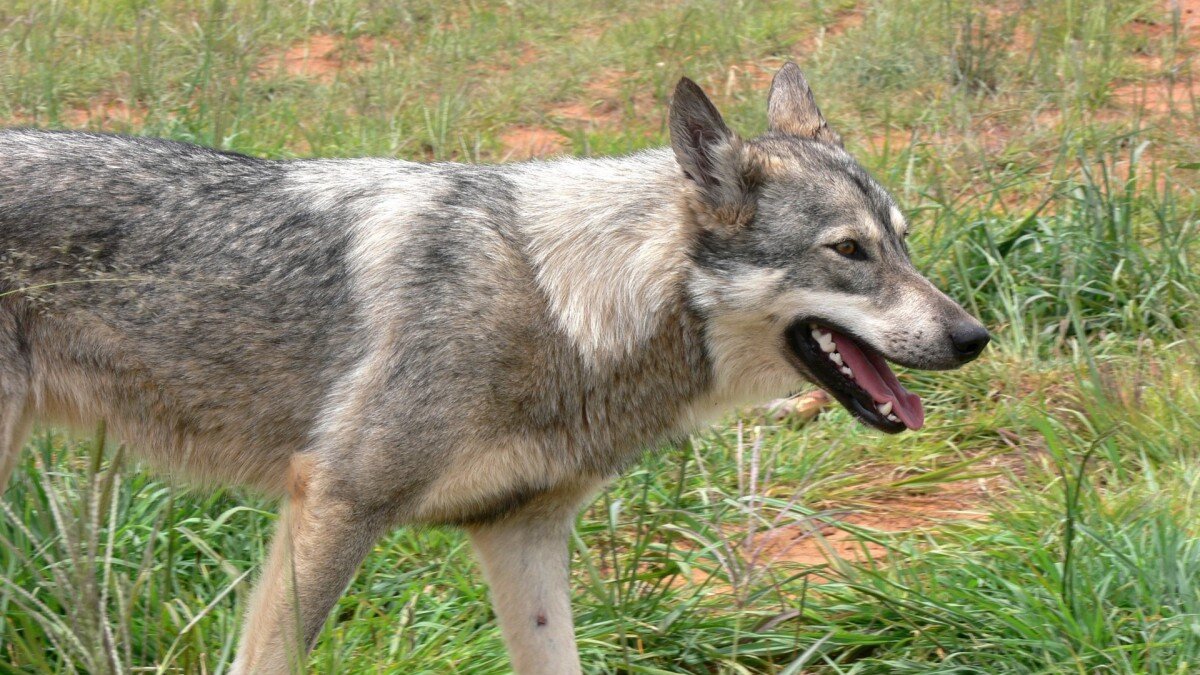 Wolf lijkt alle bescherming verloren te hebben in Nederland