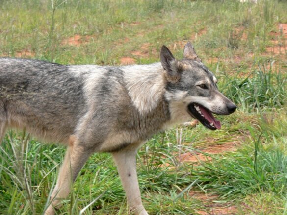 Wolf lijkt alle bescherming verloren te hebben in Nederland