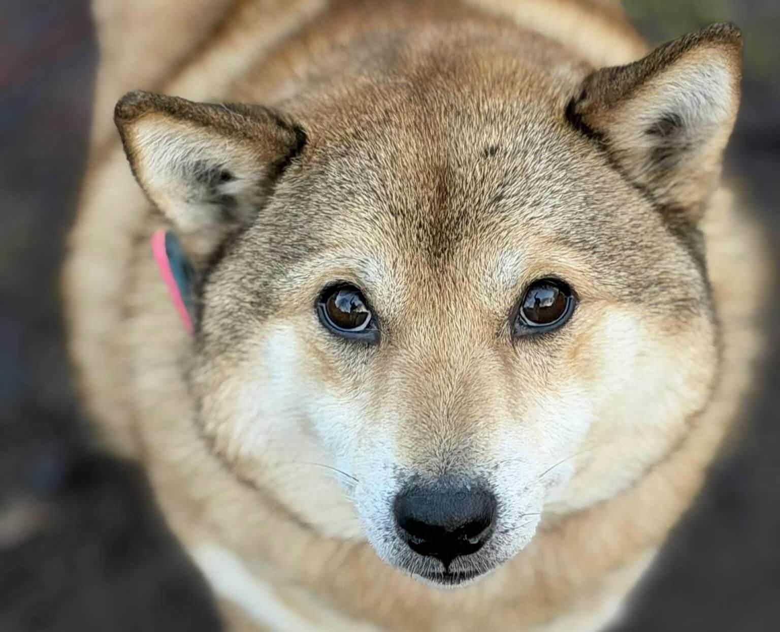 Interview: Honden redden uit de Chinese vleesindustrie