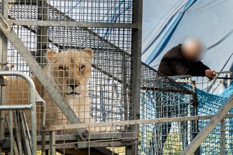 Stop alle circussen met wilde dieren!