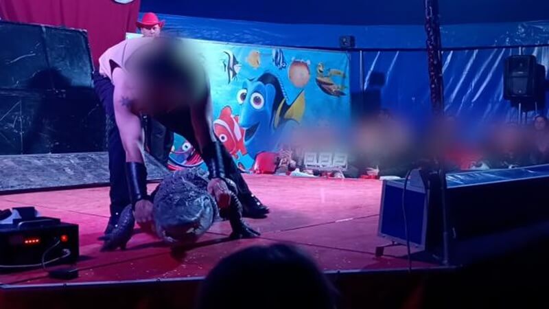 Onderzoek onthult dierenmishandeling bij 19 Italiaanse circussen