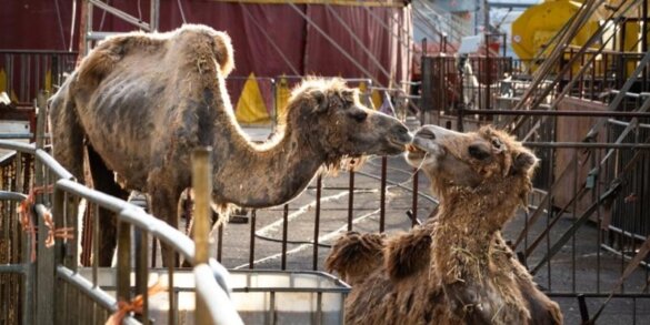 Onderzoek onthult dierenmishandeling bij 19 Italiaanse circussen