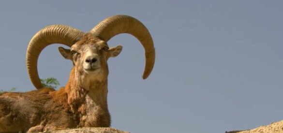 oorlog in iran