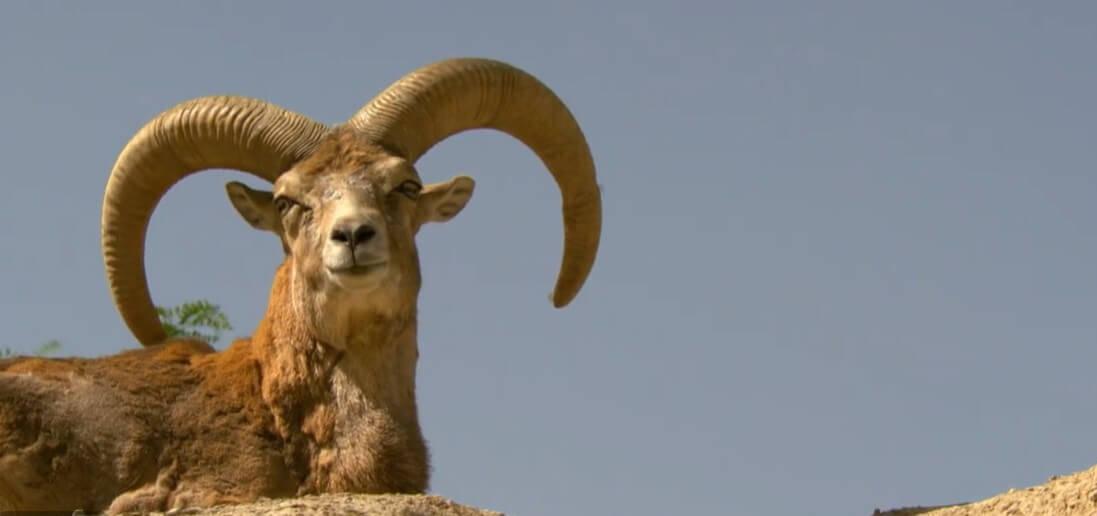 oorlog in iran