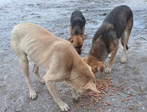 Irina uit Cherson: Zolang ik kan, blijf ik voor de dieren zorgen