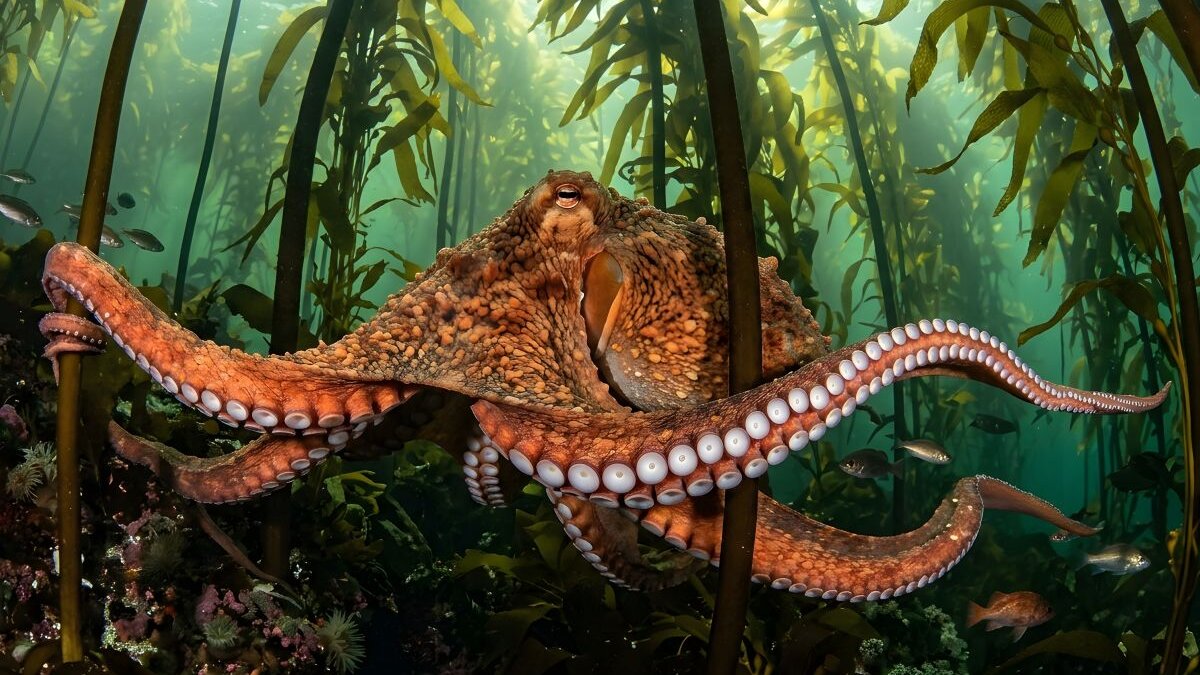 #GNvdD: ‘s Werelds eerste octopuskwekerij van de baan