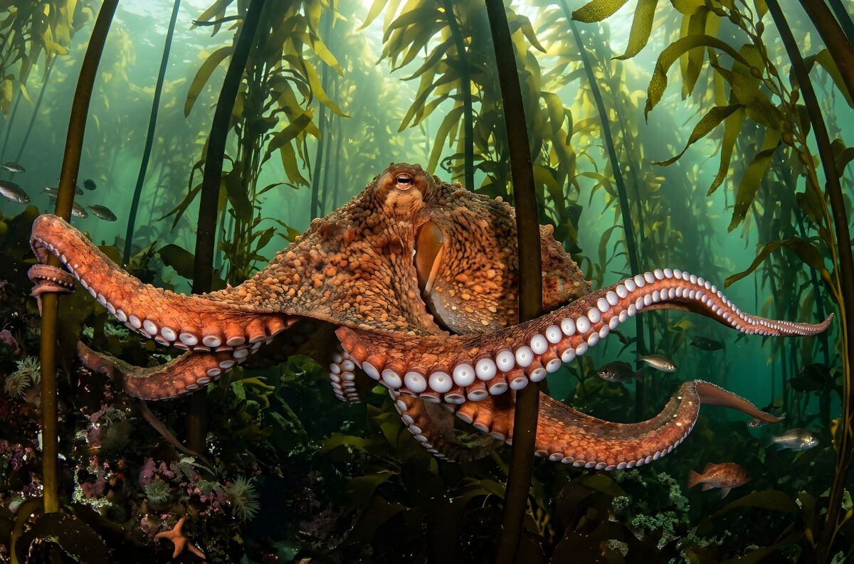 #GNvdD: ‘s Werelds eerste octopuskwekerij van de baan