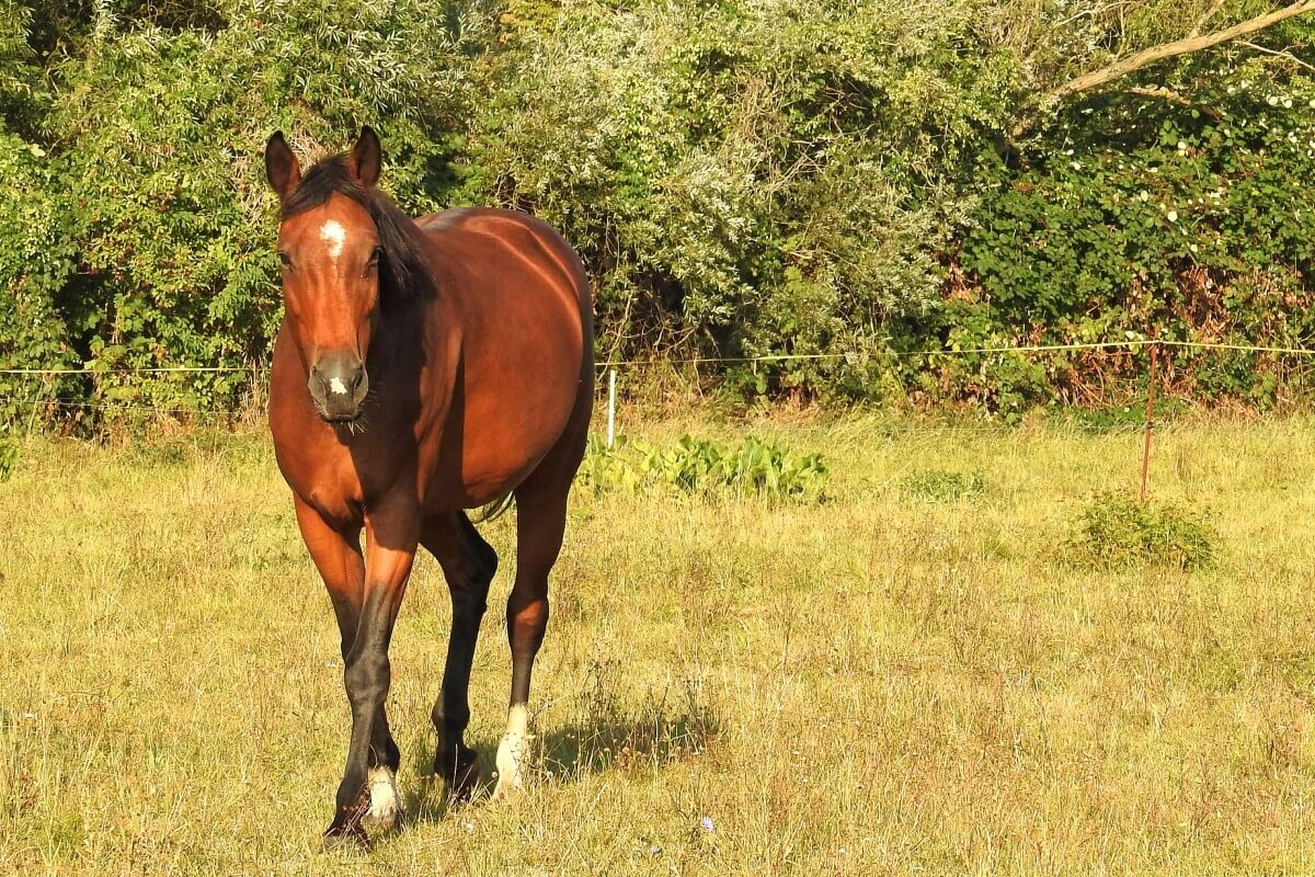 Paard in het middaglicht