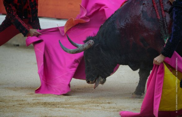 60 stieren gedood tijdens stierengevechten Pamplona