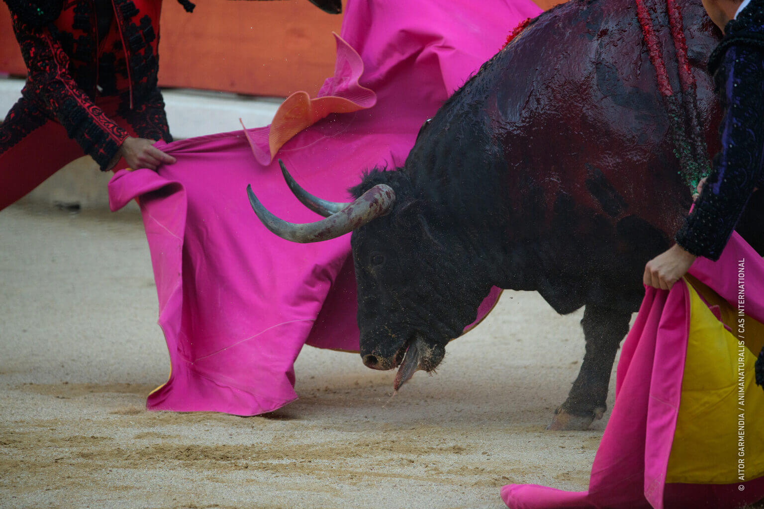 60 stieren gedood tijdens stierengevechten Pamplona