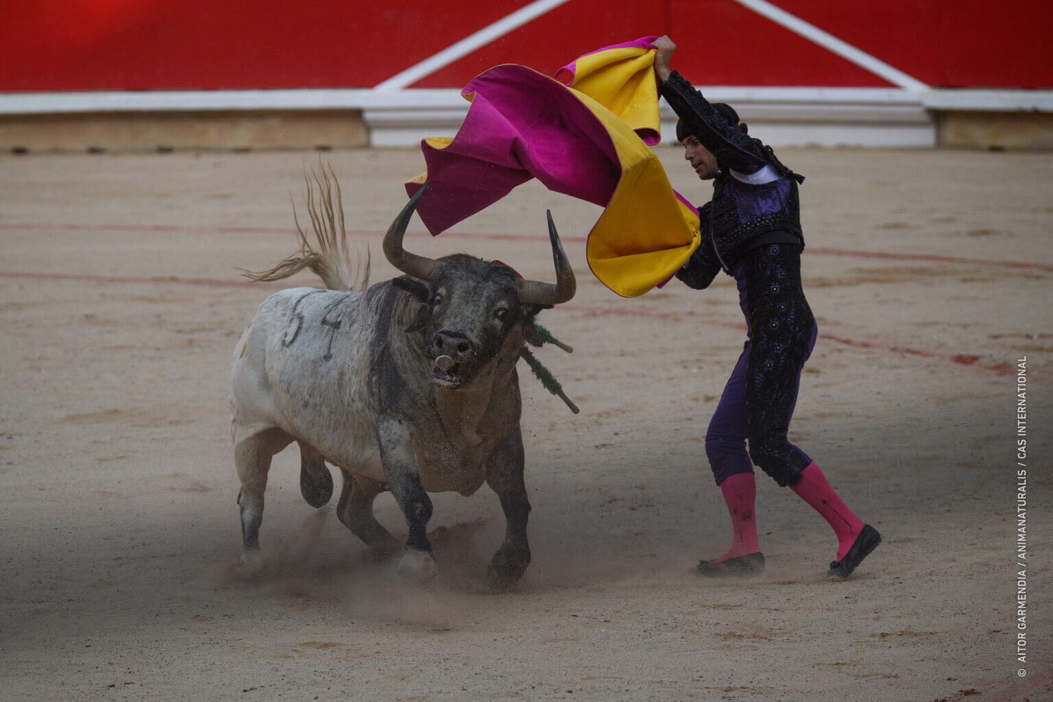 60 dode stieren in Pamplona dankzij EU-subsidies