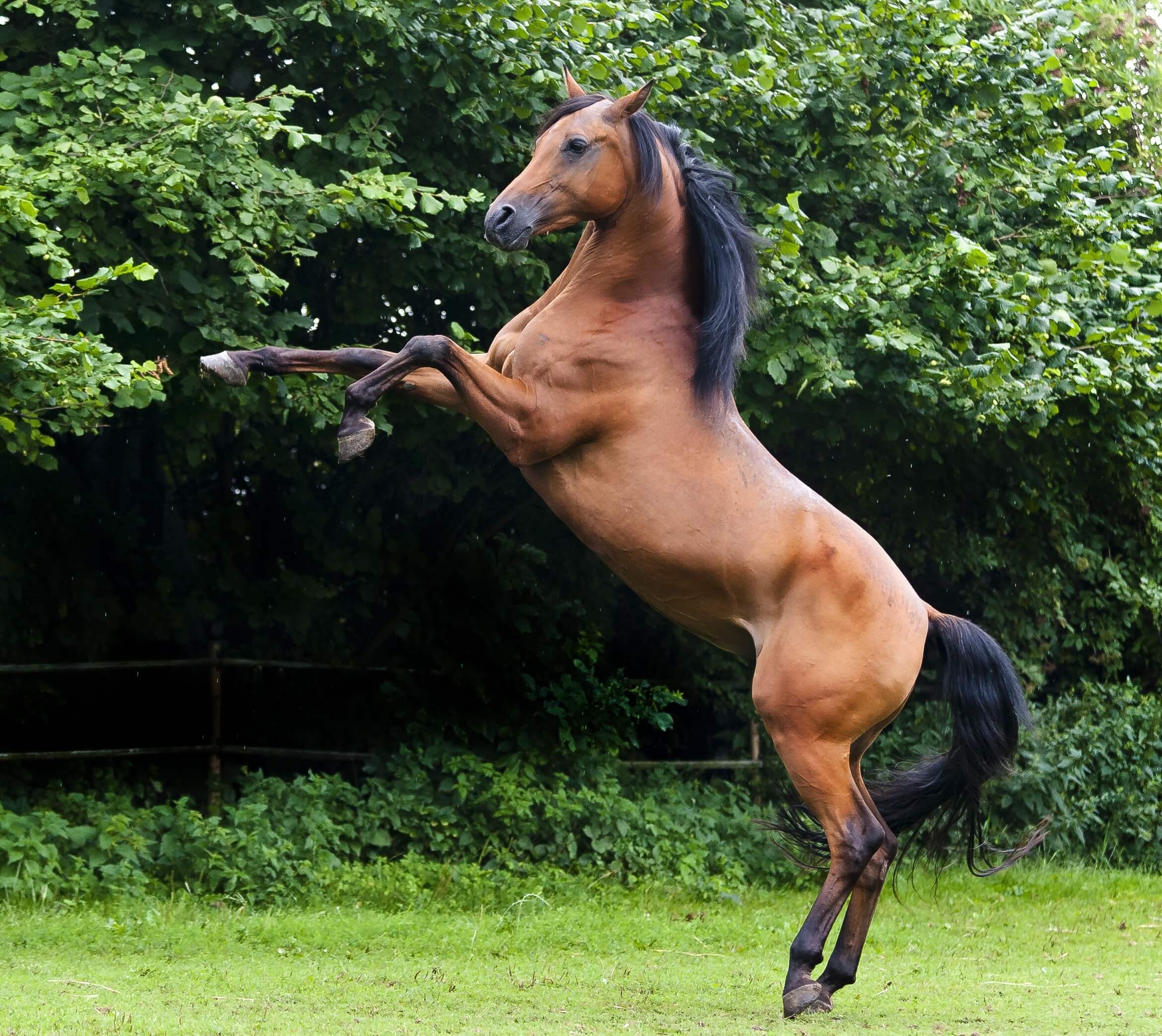 Steigerend paard