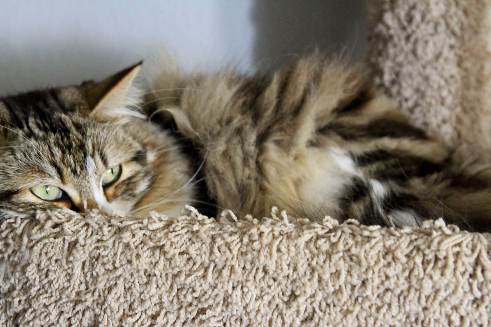 Depressieve kat