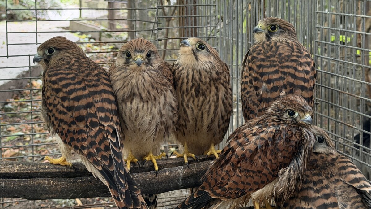 Jonge valken bij vogelopvang Free Wings in Oekraïne