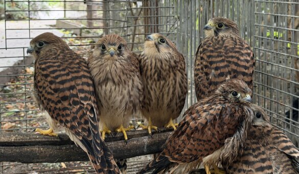 Jonge valken bij vogelopvang Free Wings in Oekraïne