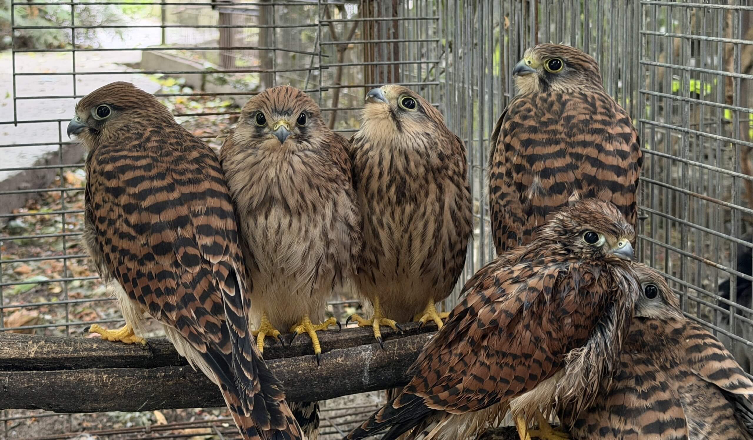 Jonge valken bij vogelopvang Free Wings in Oekraïne