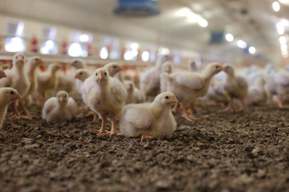 50 procent meer dieren gefokt voor vleesproductie in 20 jaar