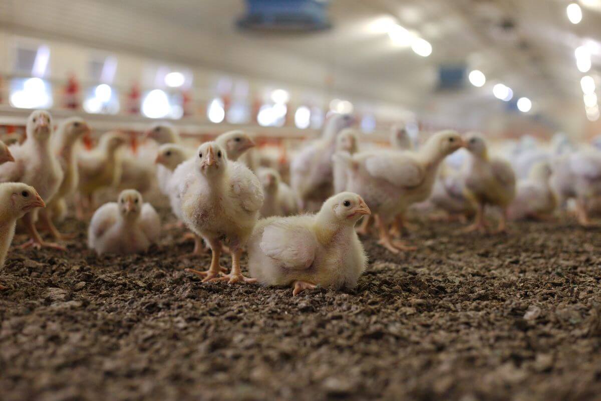 50 procent meer dieren gefokt voor vleesproductie in 20 jaar