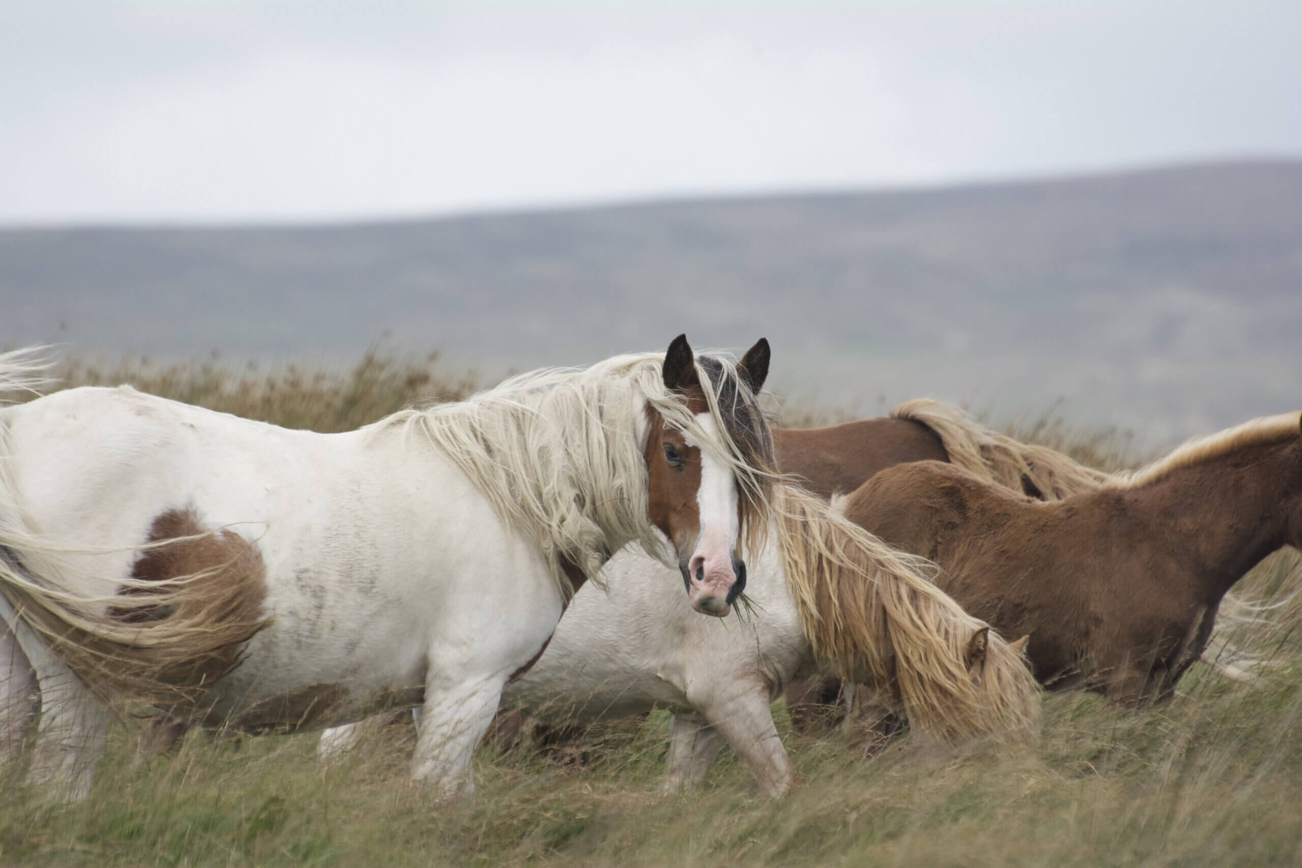 Mustangs
