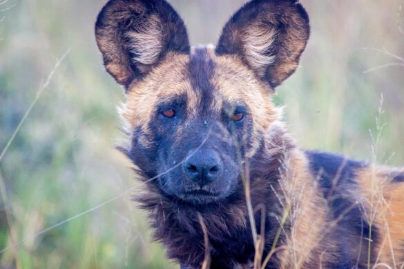 wilde hond