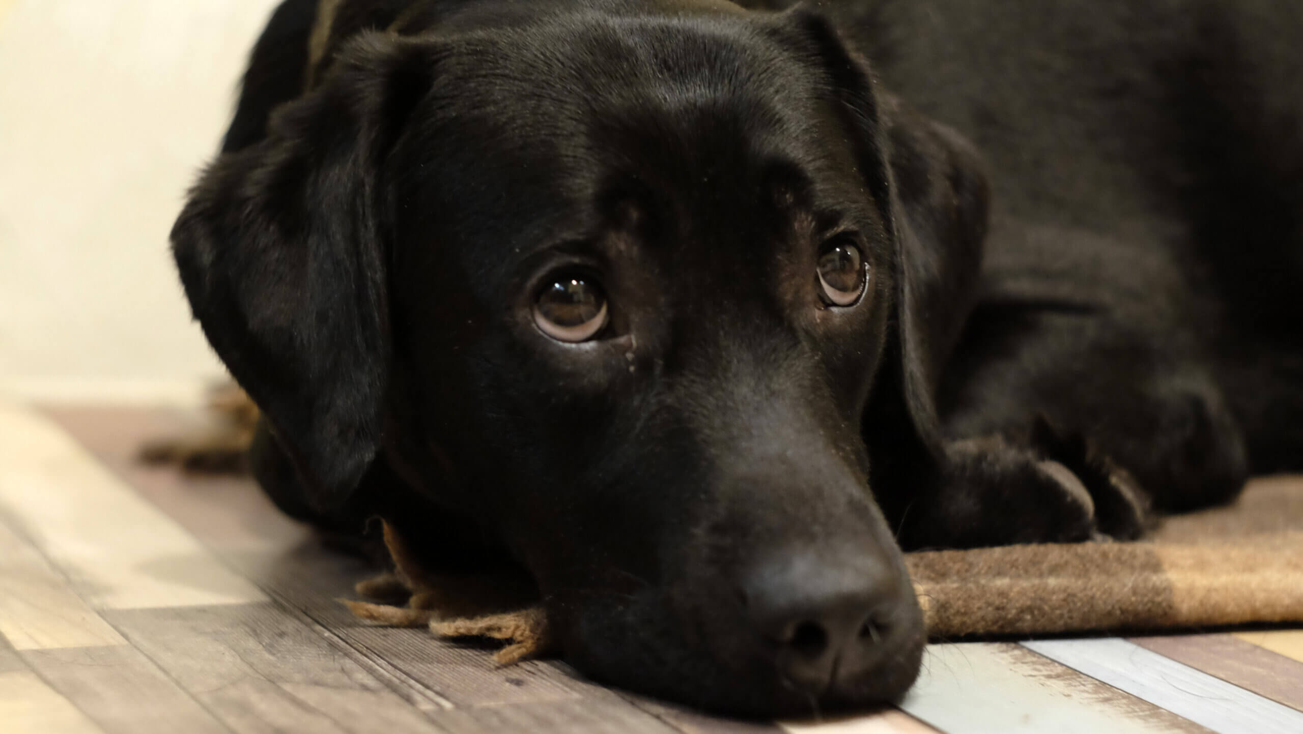 Geef je hond aandacht tijdens het uitlaten