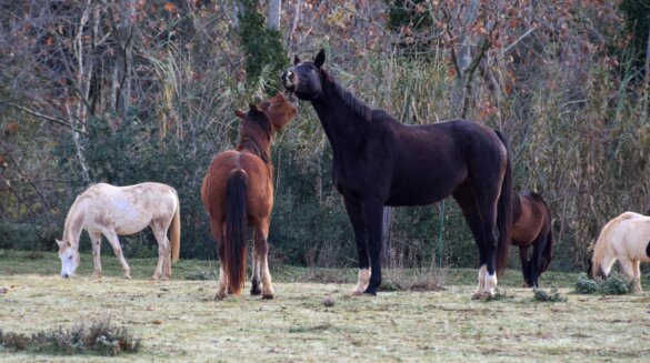 Kunnen paarden dominant zijn?