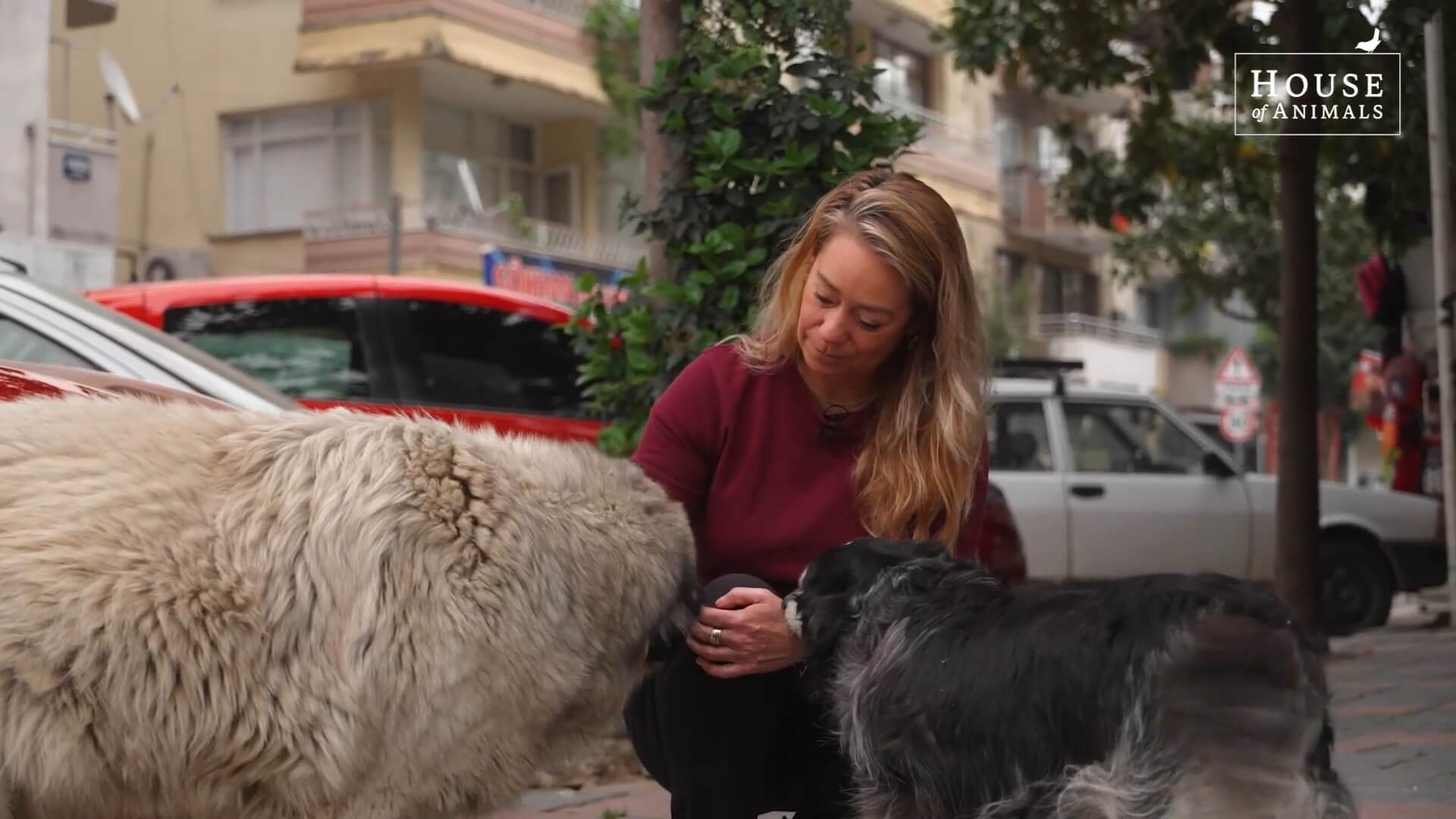 Op straat levende honden in Turkije lopen gevaar door de 'slachtwet'