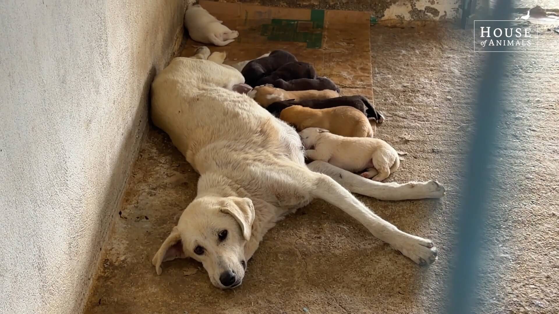 Straathond met pups in Turkije
