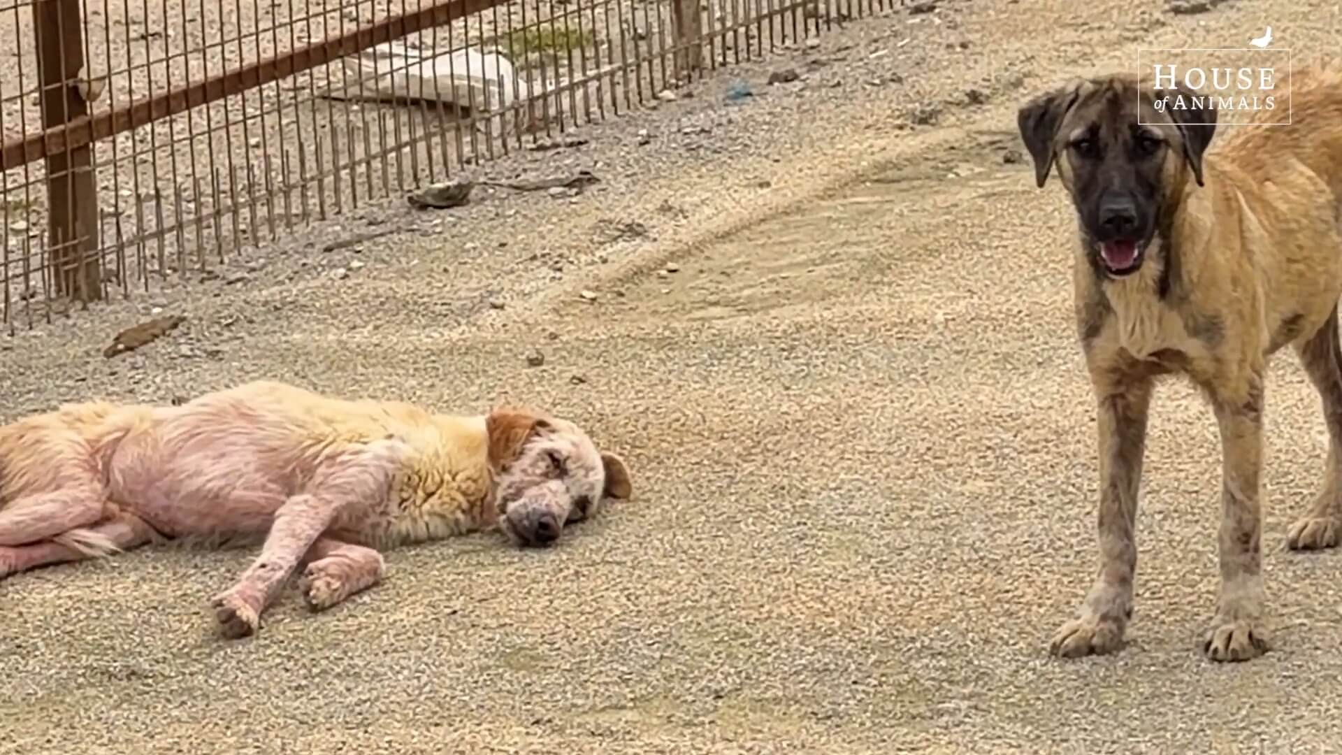 Ruim miljoen dode zwerfhonden door Turkse 'slachtwet' (petitie)