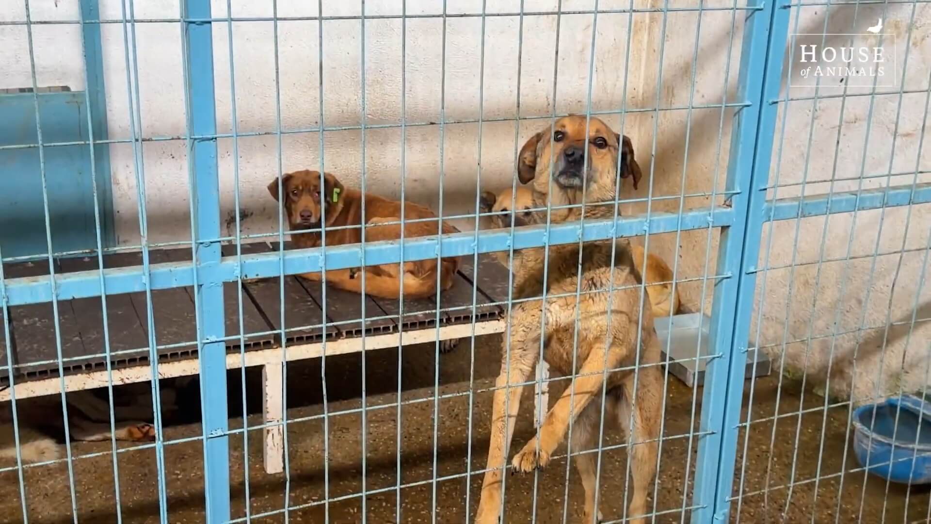 Honden in een gemeenteasiel