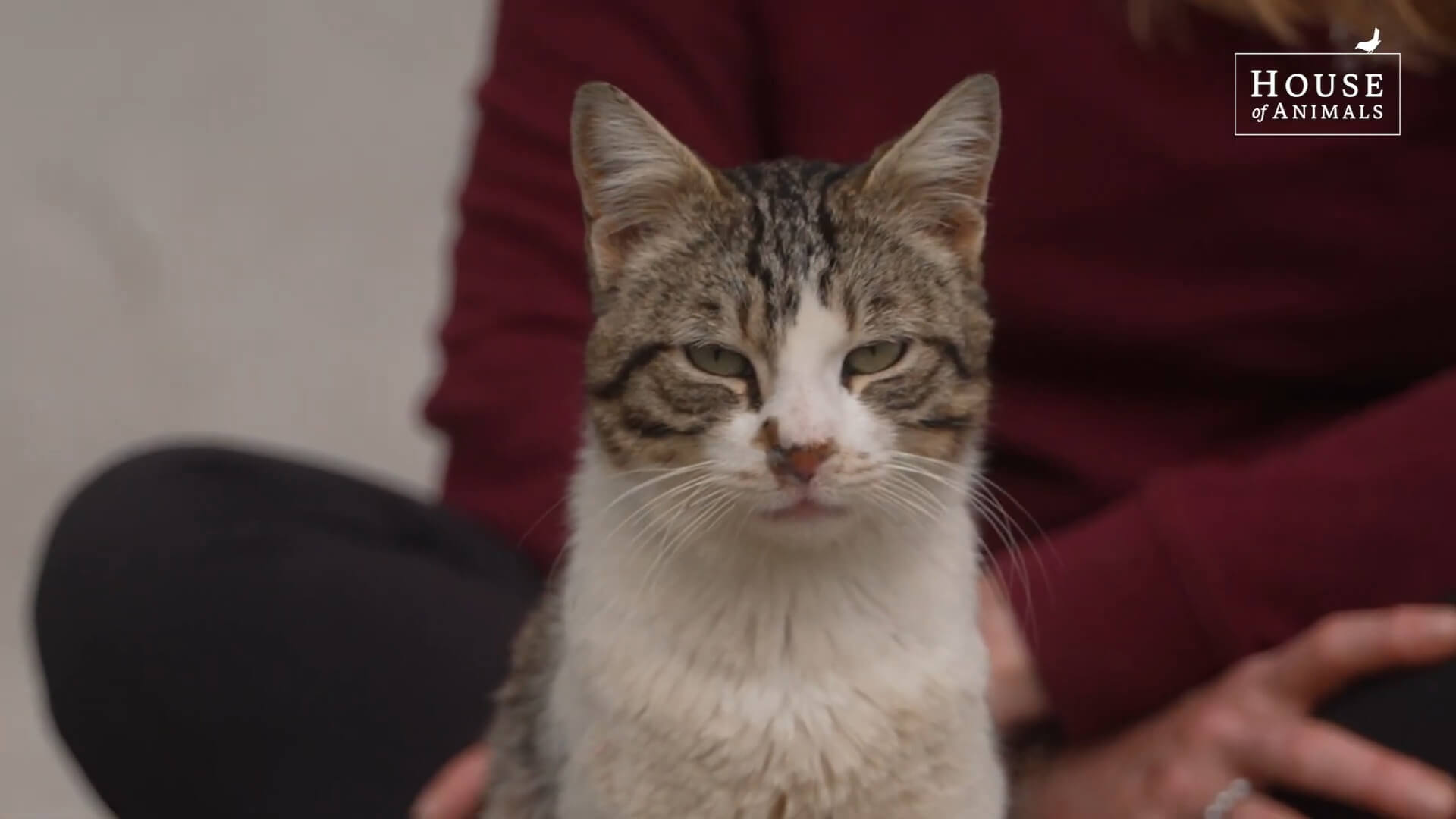 Voor zwerfkatten is Turkije geen veilige plek meer door de 'massacre law'