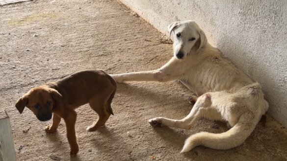 Al 1,5 miljoen zwerfhonden dood door Turkse ‘slachtwet’