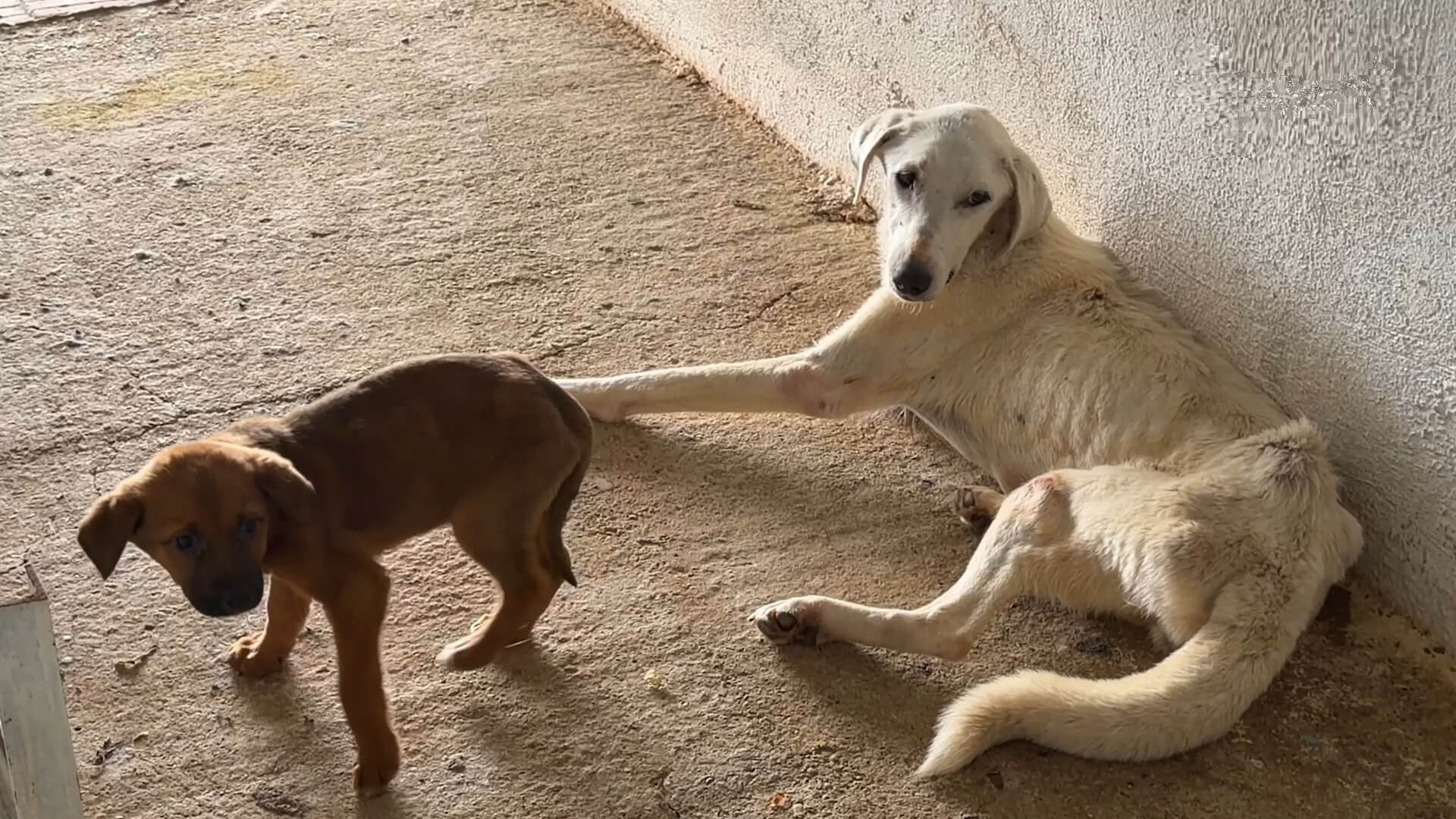 Al 1,5 miljoen zwerfhonden dood door Turkse ‘slachtwet’