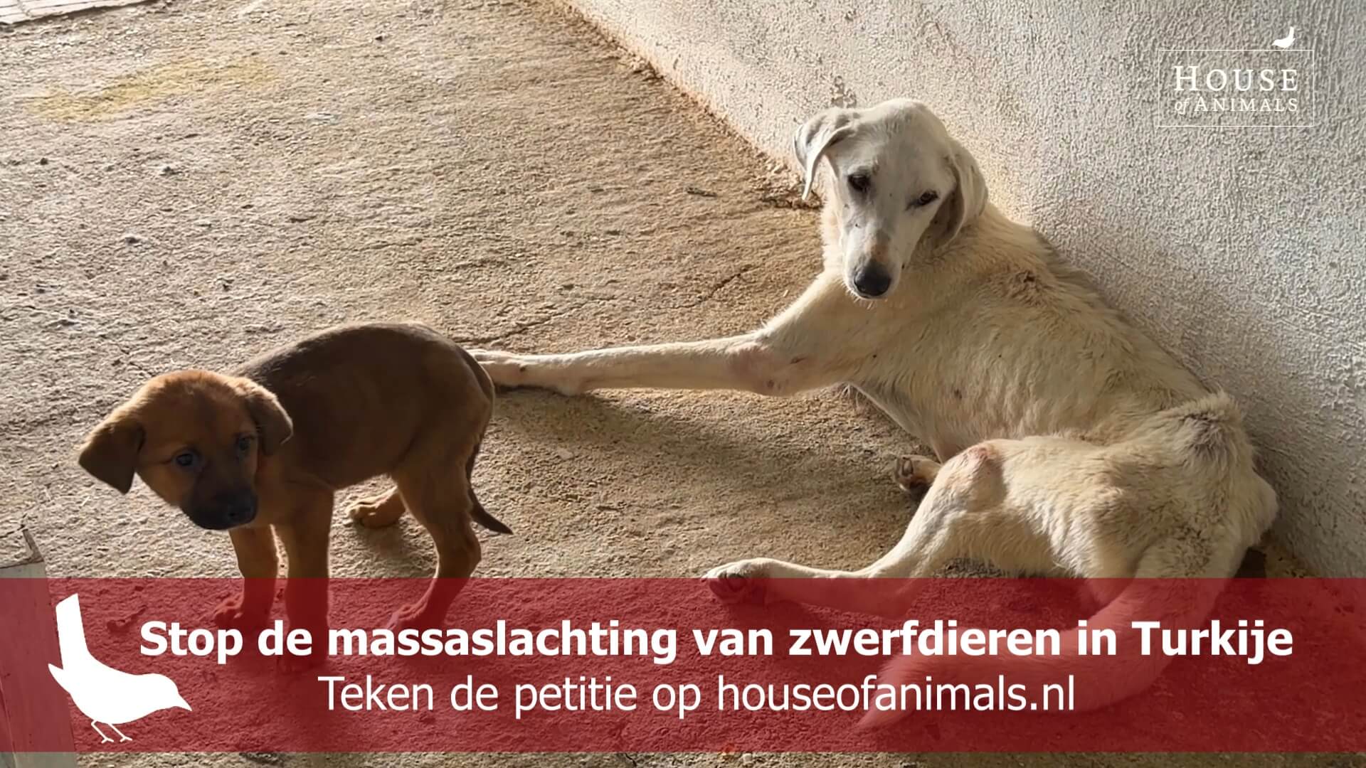 Petitie: 1,5 miljoen zwerfhonden dood door Turkse ‘slachtwet’