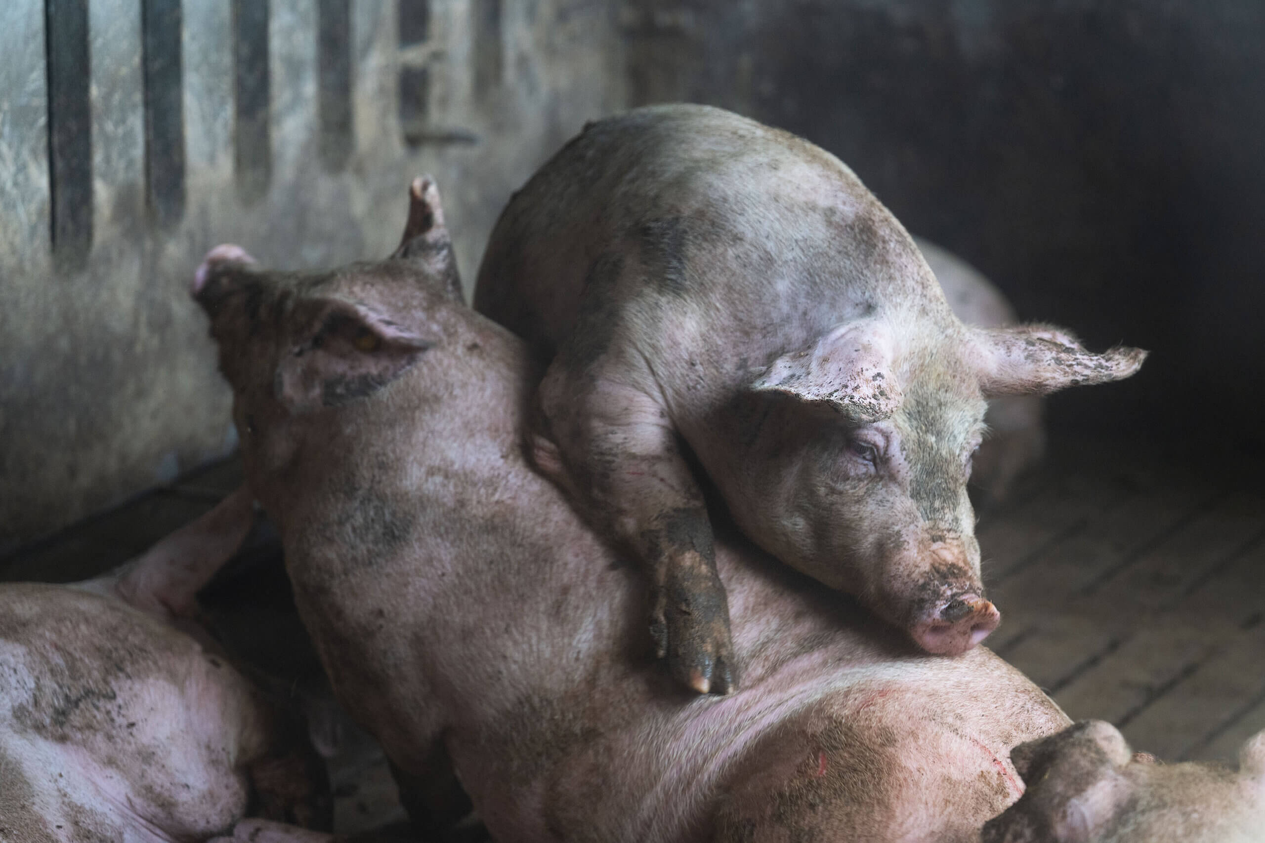 De leugen van de blij lachende roze varkentjes