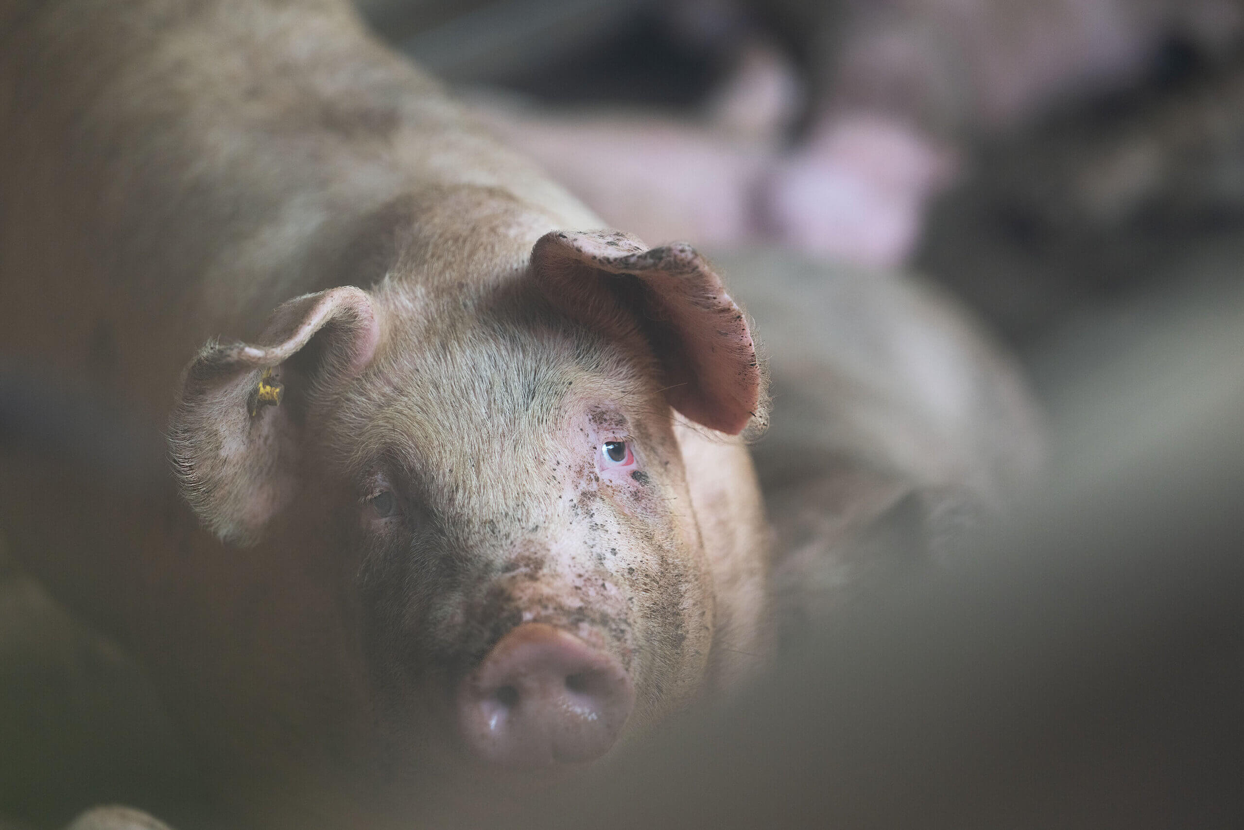 De leugen van de blij lachende roze varkentjes