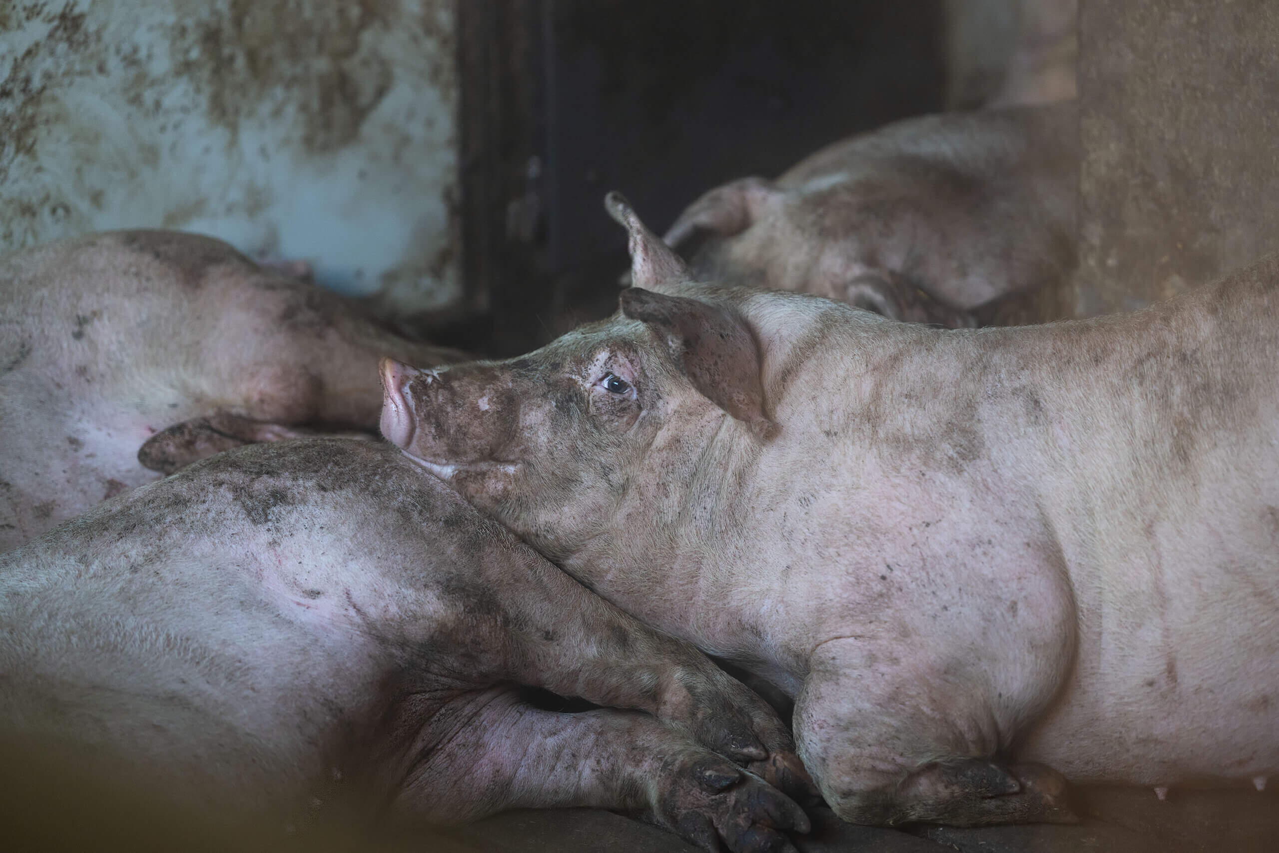 De leugen van de blij lachende roze varkentjes