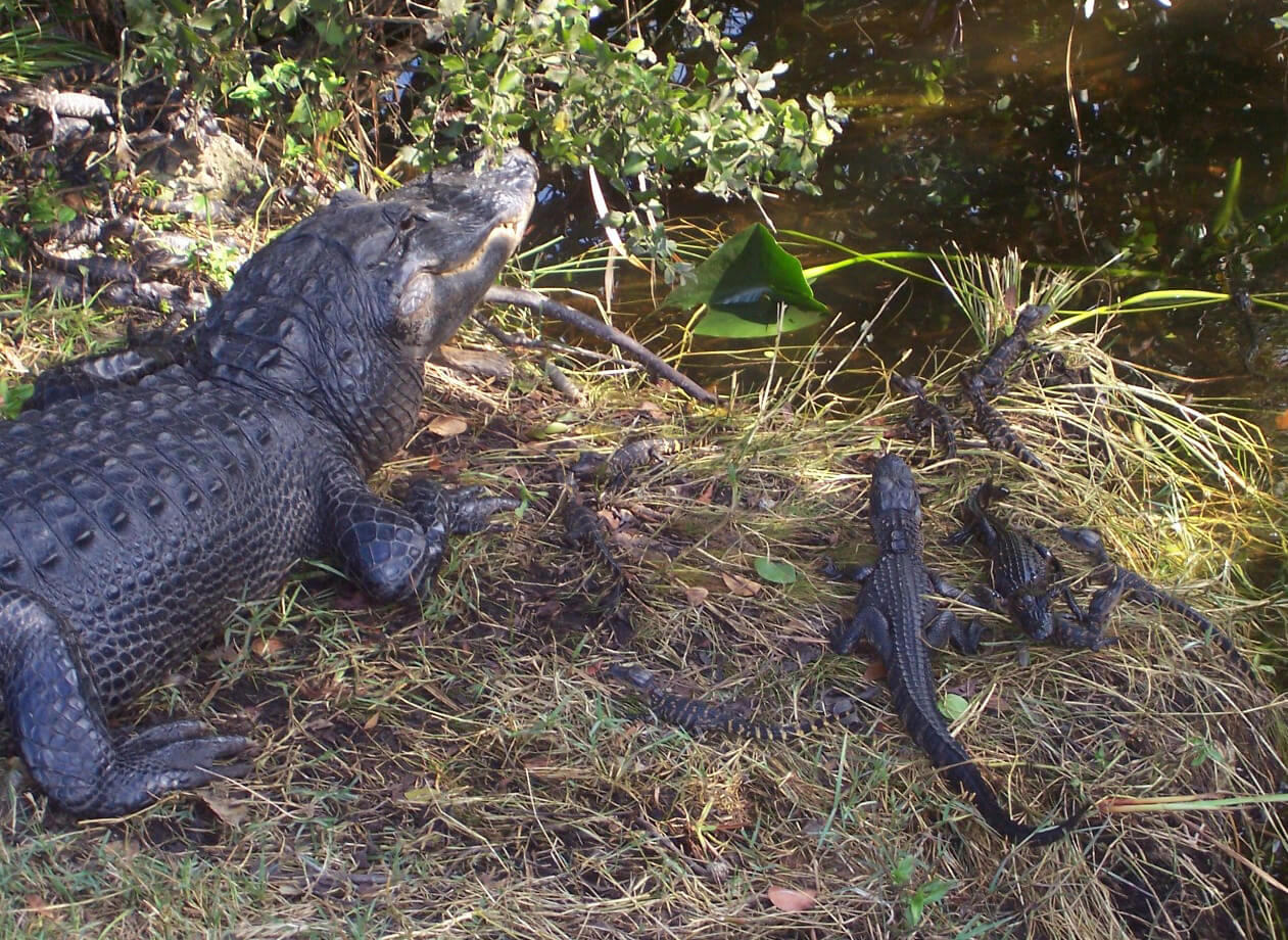alligators