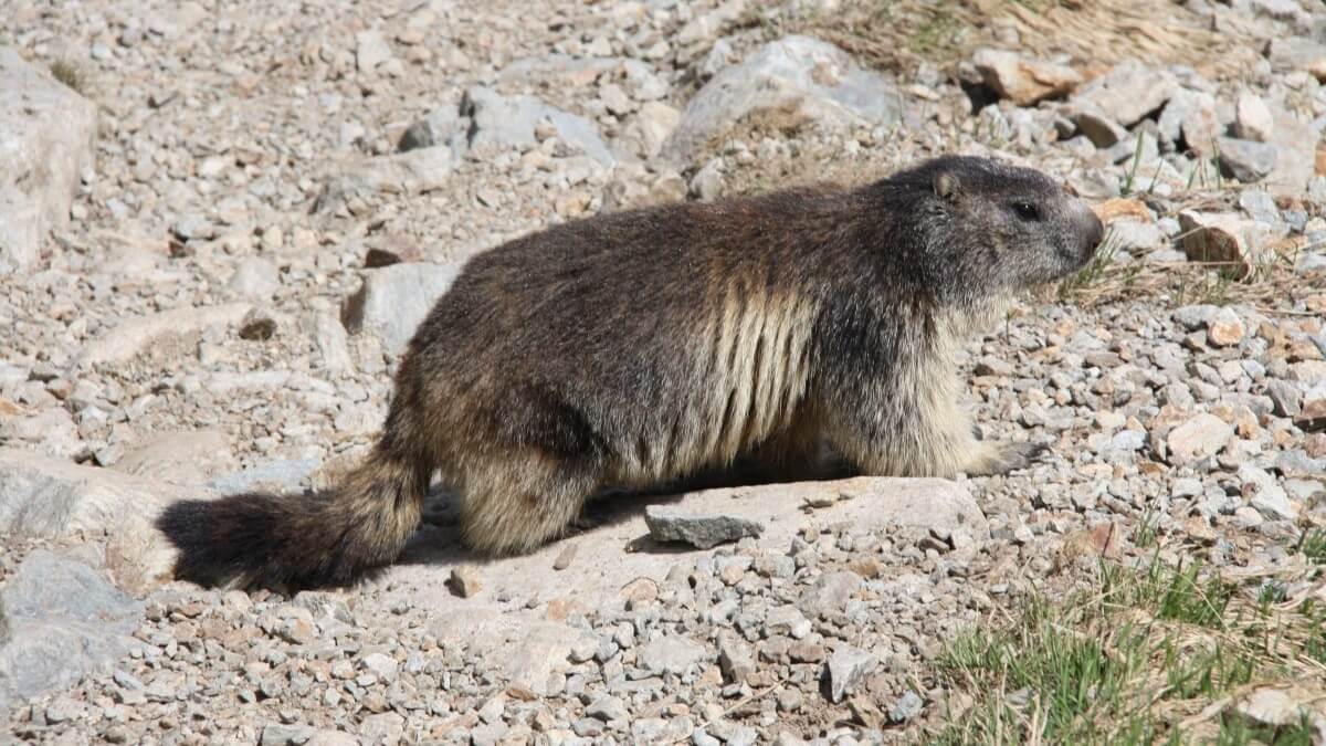 Jaarlijks worden 1000 marmotten gedood in Frankrijk