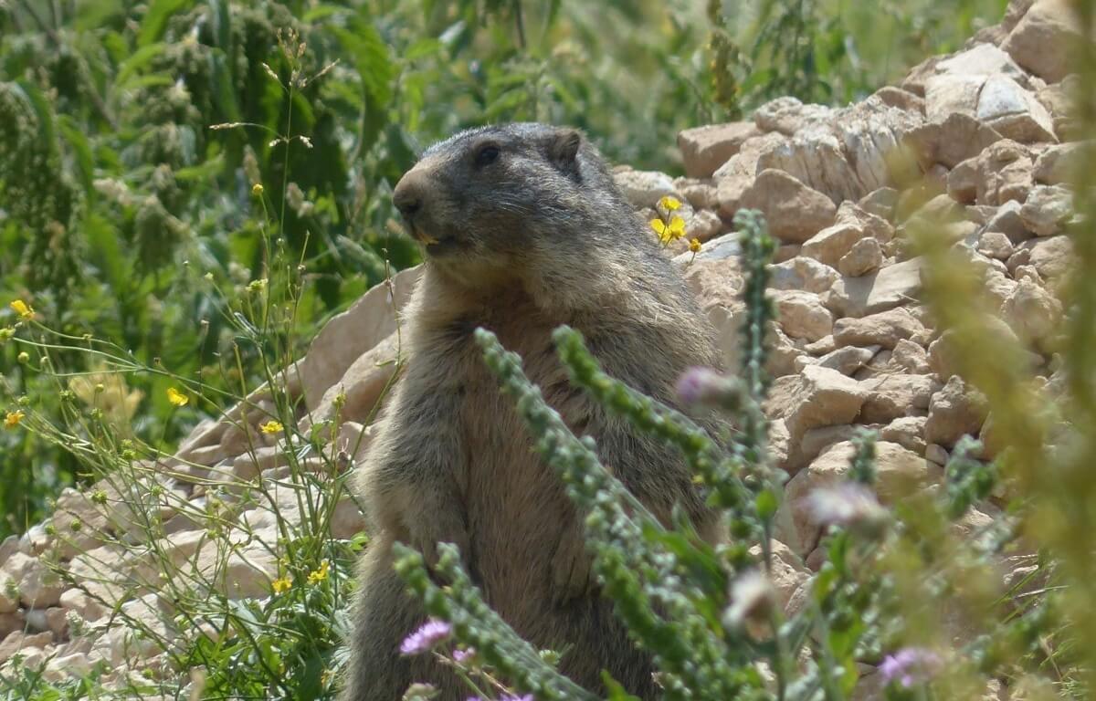 Alpenmarmot